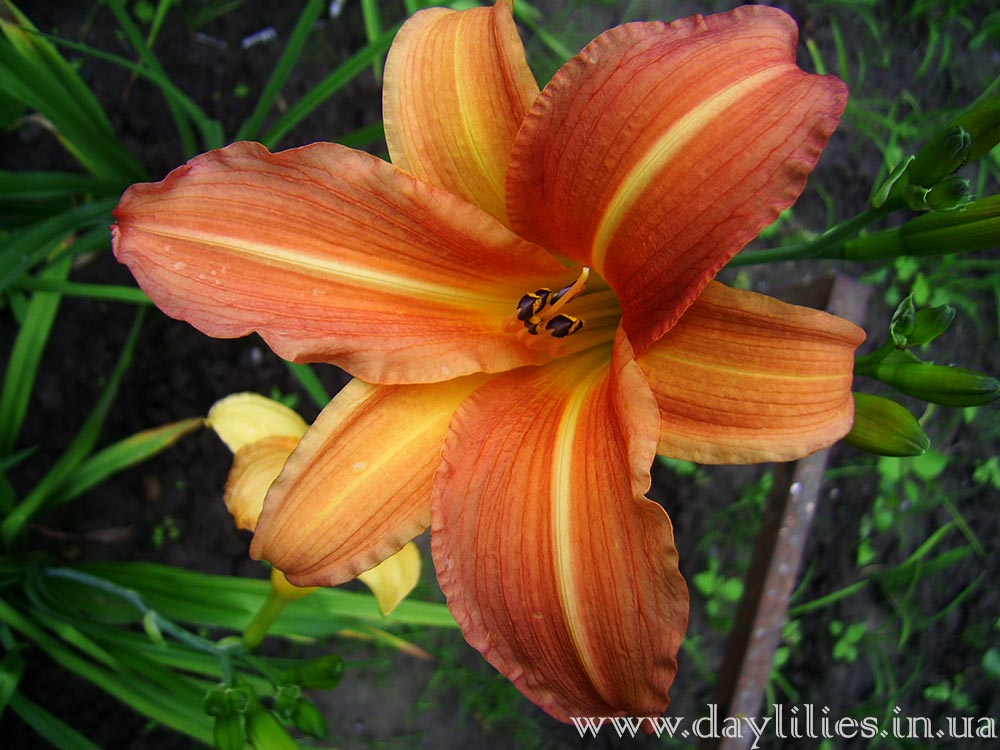 Лилейник Obroshin Ginger Lily. Фотография 5